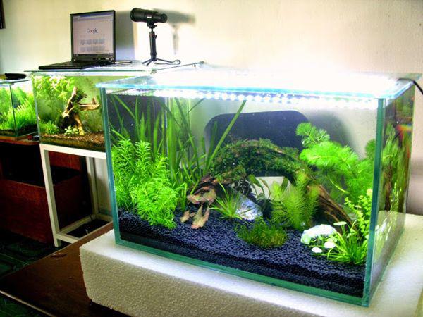 Tiết lộ 7 điều lưu ý khi nuôi cá cảnh kẻo phạm phong thủy, mất lộc làm ăn