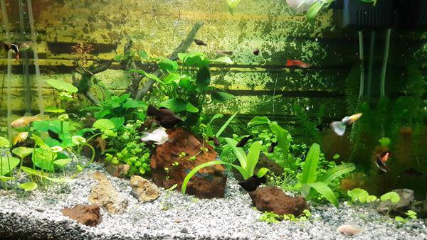 Tiết lộ 7 điều lưu ý khi nuôi cá cảnh kẻo phạm phong thủy, mất lộc làm ăn