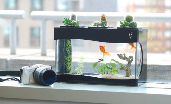 Tiết lộ 7 điều lưu ý khi nuôi cá cảnh kẻo phạm phong thủy, mất lộc làm ăn