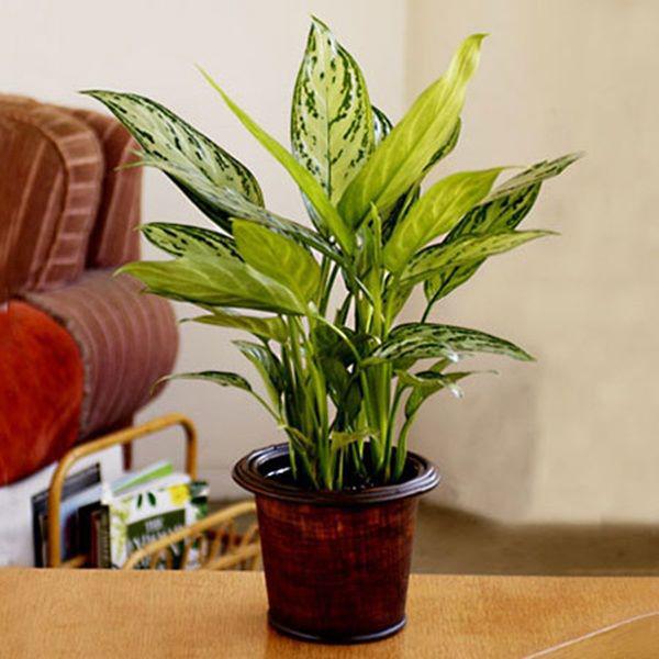 5 thay đổi phong thủy giúp gia chủ hút lộc, giải trừ vận đen sau một đêm