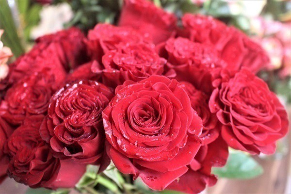 Hoa hồng không chỉ để cho đẹp nhà đẹp cửa, bạn còn có thể làm thuốc chữa bệnh, dưỡng da mịn đẹp