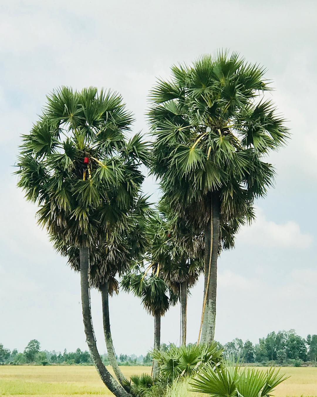 Vẻ đẹp cây thốt nốt trái tim ở An Giang trước khi bị chặt lá