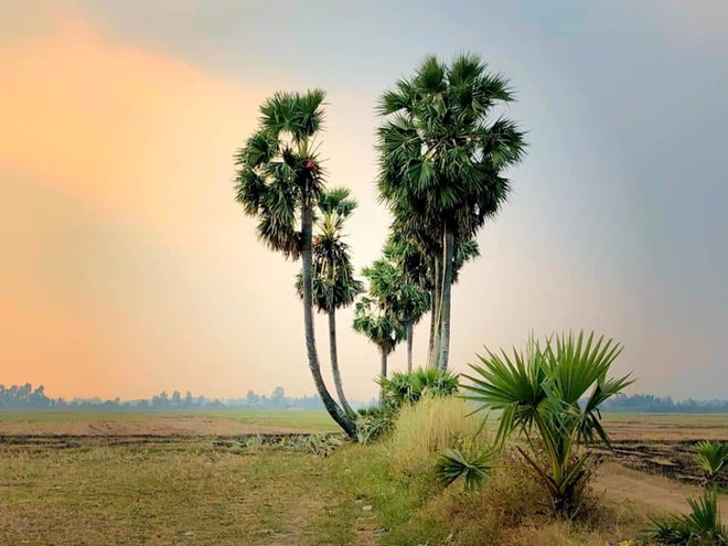 Vẻ đẹp cây thốt nốt trái tim ở An Giang trước khi bị chặt lá