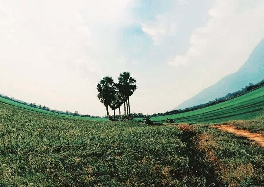 Vẻ đẹp cây thốt nốt trái tim ở An Giang trước khi bị chặt lá