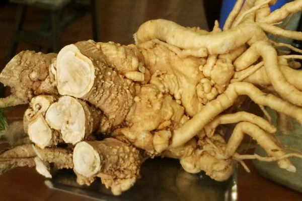Sự thật không thể ngờ về thần dược rễ đinh lăng bổ hơn sâm