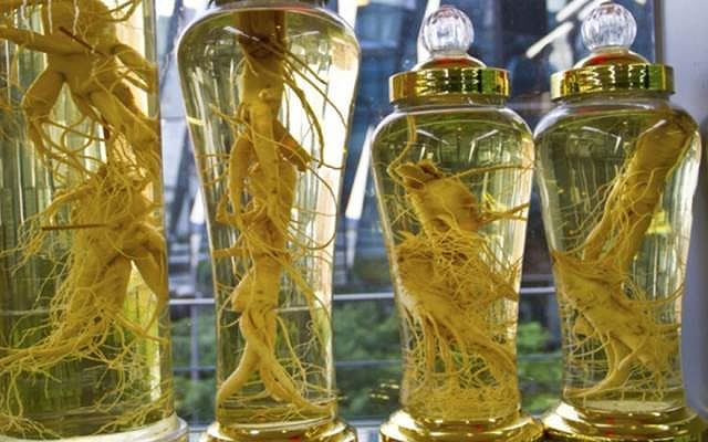 Sự thật không thể ngờ về thần dược rễ đinh lăng bổ hơn sâm