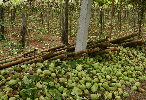 Su su rớt giá còn 1.000 đồng một kg ở Nghệ An