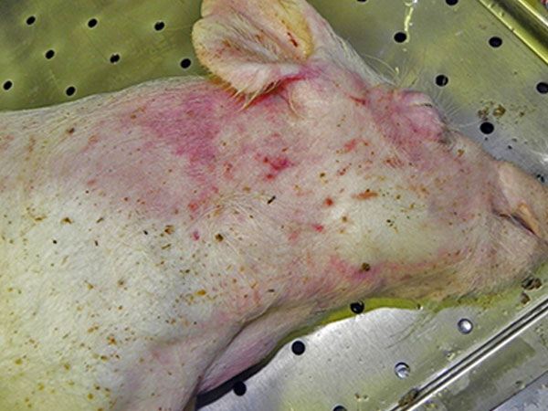 Ăn thịt lợn mắc dịch tả châu Phi có sao?