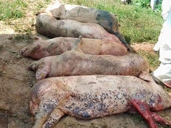 Bệnh tả lợn châu Phi có lây từ lợn sang người không: Hãy nghe câu trả lời của chuyên gia