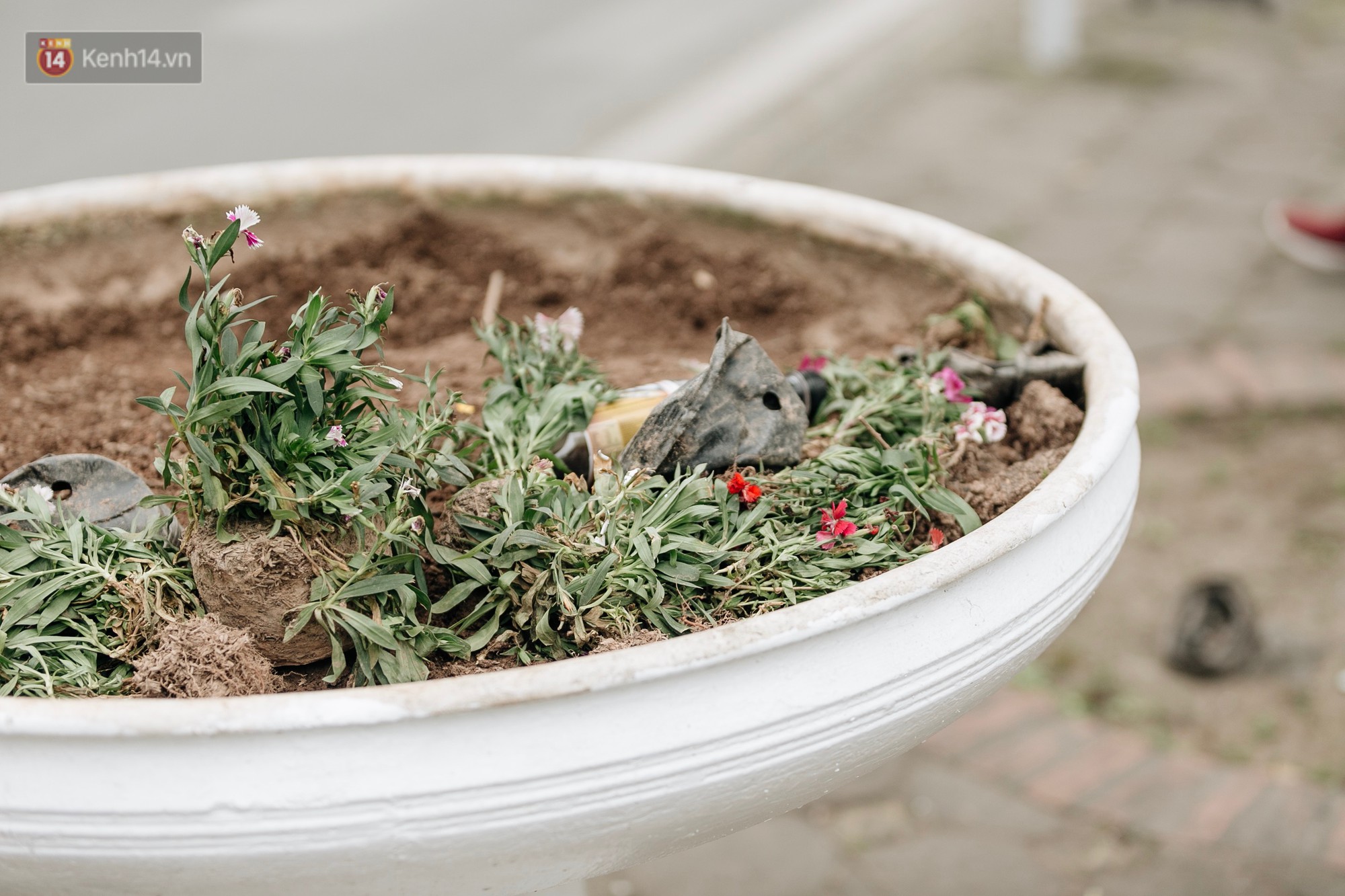 Clip bức xúc: Nhiều người dừng xe giữa đường phố Hà Nội mót hoa trang trí, lãnh đạo Công ty Công viên cây xanh lên tiếng