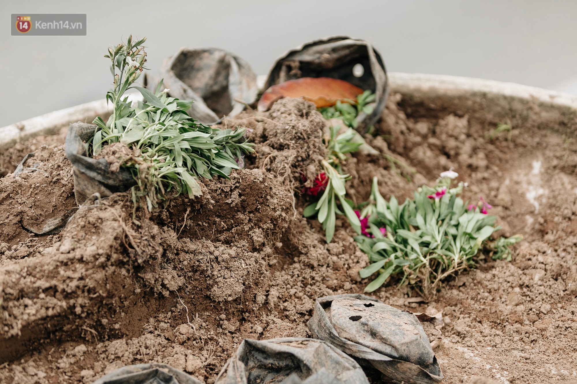 Clip bức xúc: Nhiều người dừng xe giữa đường phố Hà Nội mót hoa trang trí, lãnh đạo Công ty Công viên cây xanh lên tiếng