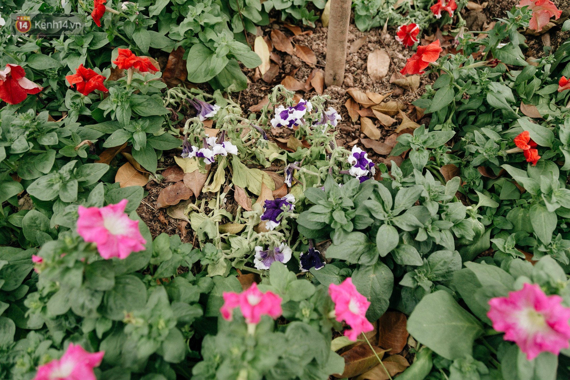 Clip bức xúc: Nhiều người dừng xe giữa đường phố Hà Nội mót hoa trang trí, lãnh đạo Công ty Công viên cây xanh lên tiếng