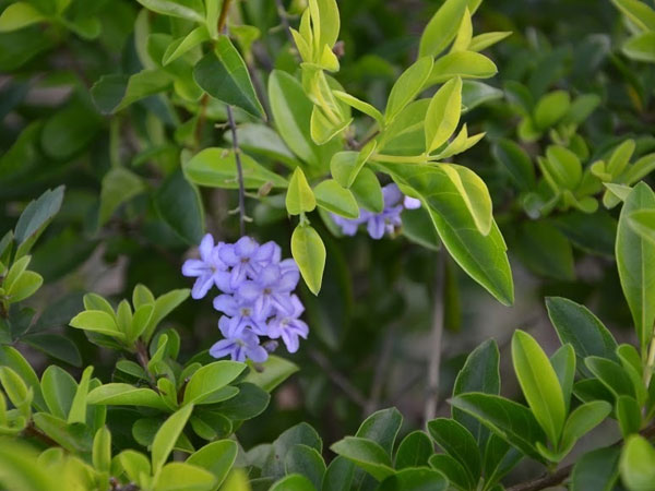 Bán đất nhà vợ được 5 tỷ, chồng bí mật đưa chị gái giữ giúp Bán đất nhà vợ được 5 tỷ, chồng bí mật đưa chị gái giữ giúp