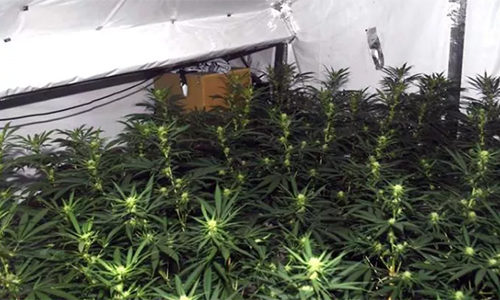 Anh phạt tù người Việt điều hành mạng lưới trồng cần sa gần 700.000 USD