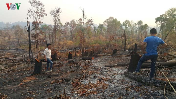 Chùm ảnh: Tan hoang rừng biên giới Gia Lai