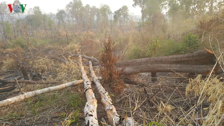 Chùm ảnh: Tan hoang rừng biên giới Gia Lai