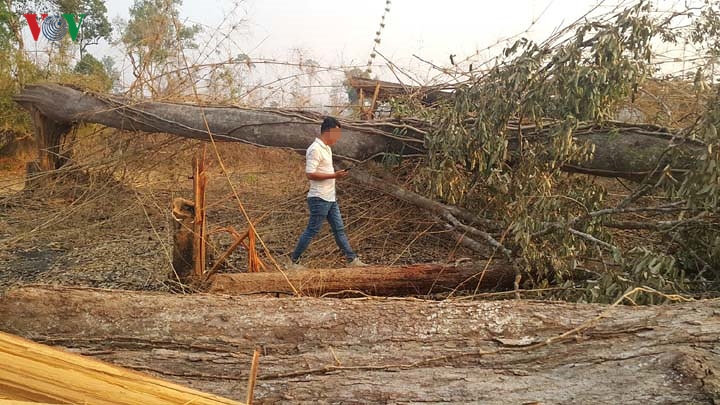 Chùm ảnh: Tan hoang rừng biên giới Gia Lai