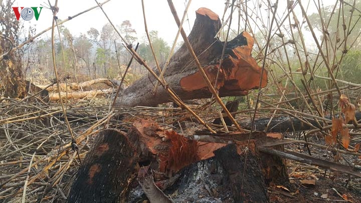 Chùm ảnh: Tan hoang rừng biên giới Gia Lai