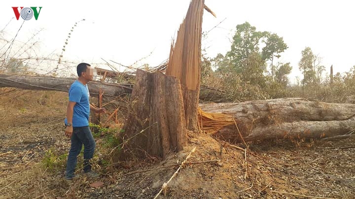 Chùm ảnh: Tan hoang rừng biên giới Gia Lai