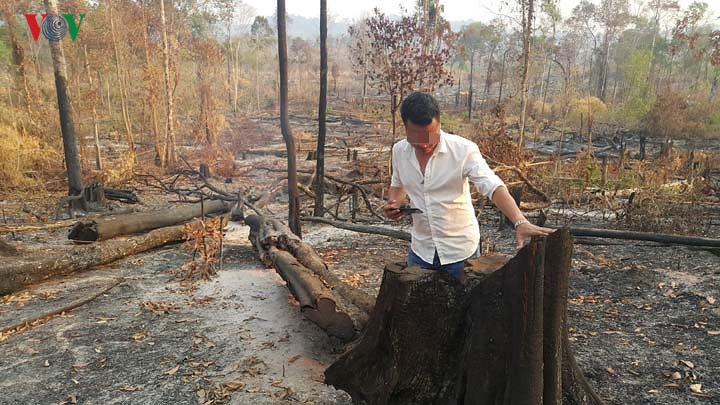 Chùm ảnh: Tan hoang rừng biên giới Gia Lai