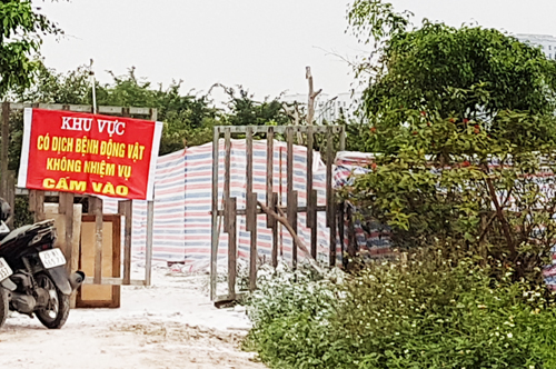 Dịch tả lợn châu Phi lan ra 9 tỉnh