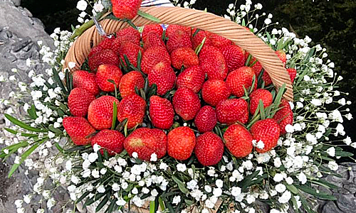 Hoa ăn được giá tiền triệu đắt khách ngày 8/3