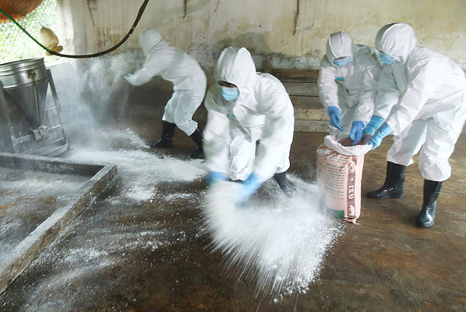 Hà Nội diễn tập ứng phó dịch tả lợn châu Phi