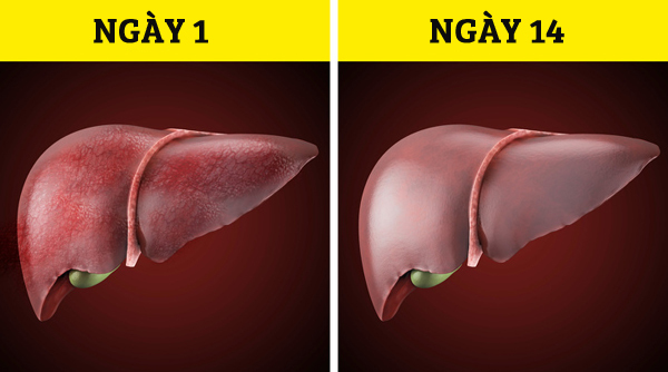 Cơ thể sẽ ra sao nếu bạn ngừng uống rượu bia trong 28 ngày? Cơ thể sẽ ra sao nếu bạn ngừng uống rượu bia trong 28 ngày?