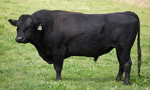 Nhật bắt hai nghi phạm buôn lậu tinh dịch bò wagyu sang Trung Quốc