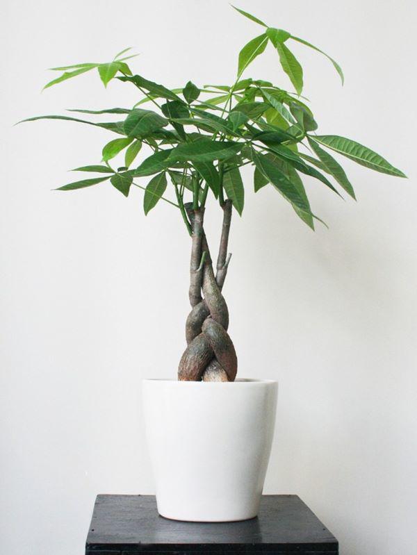 8 loại cây cảnh nghe tên đã thấy mùi tiền, nhà nào cũng nên có ít nhất một loại