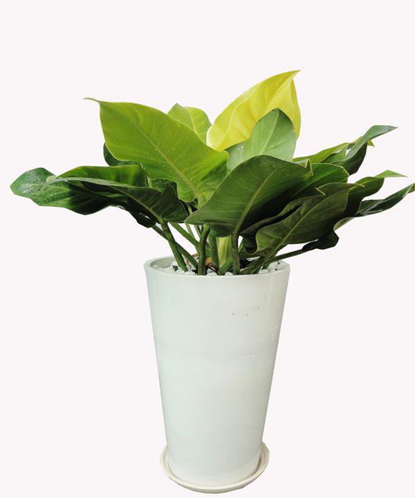 8 loại cây cảnh nghe tên đã thấy mùi tiền, nhà nào cũng nên có ít nhất một loại