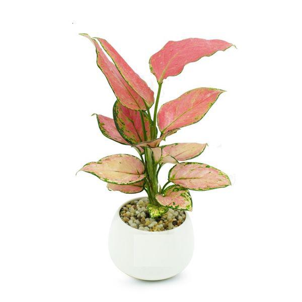 8 loại cây cảnh nghe tên đã thấy mùi tiền, nhà nào cũng nên có ít nhất một loại