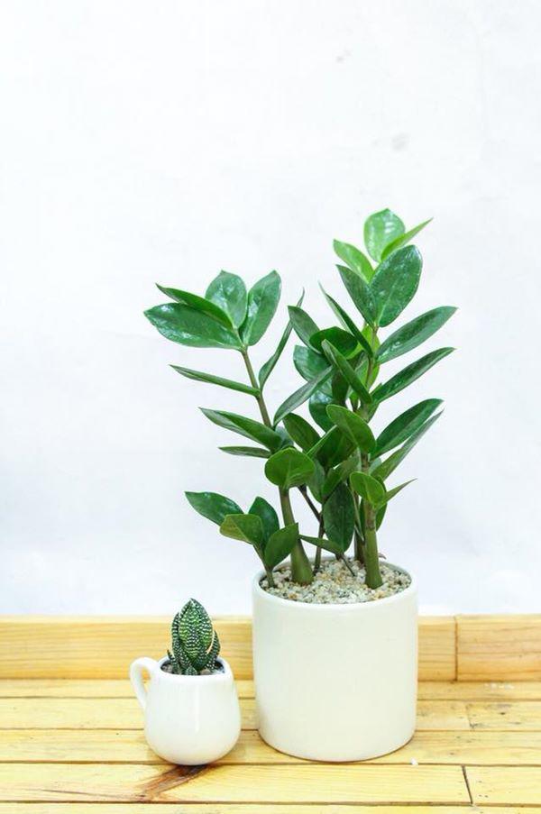 8 loại cây cảnh nghe tên đã thấy mùi tiền, nhà nào cũng nên có ít nhất một loại