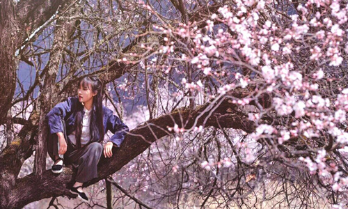 Tiên nữ Tứ Xuyên trèo cây đào bẻ hoa, lấy nhựa nấu chè