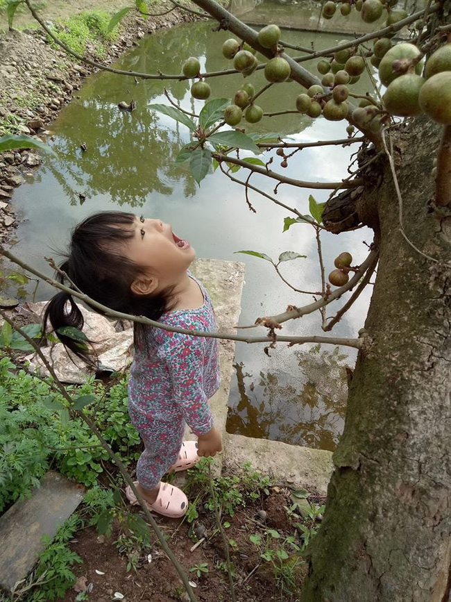 Ngắm bức ảnh cô bé tóc đuôi gà há miệng chờ sung suốt 15 phút vì tin lời chị, đảm bảo mẹ nào cũng tan chảy