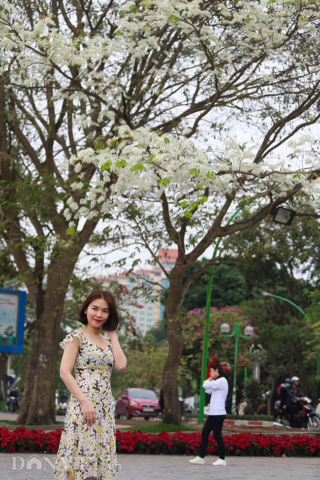 Tháng 3 - mùa hoa sưa nở trắng trời Hà Nội