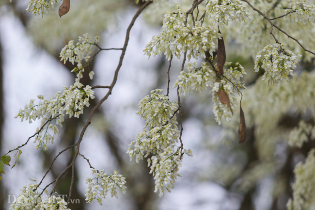 Tháng 3 - mùa hoa sưa nở trắng trời Hà Nội