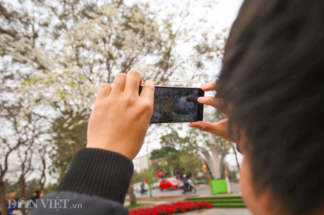 Tháng 3 - mùa hoa sưa nở trắng trời Hà Nội