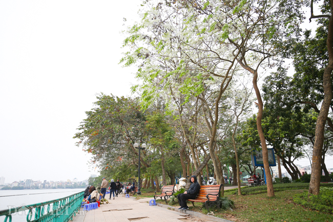 Tháng 3 - mùa hoa sưa nở trắng trời Hà Nội