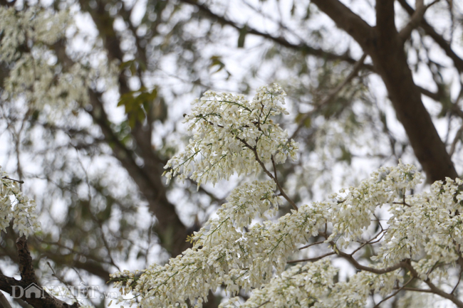 Tháng 3 - mùa hoa sưa nở trắng trời Hà Nội