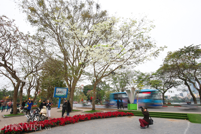 Tháng 3 - mùa hoa sưa nở trắng trời Hà Nội