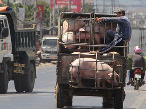 Thứ trưởng Nông nghiệp: Nhiều người dân bán chui lợn bệnh dịch