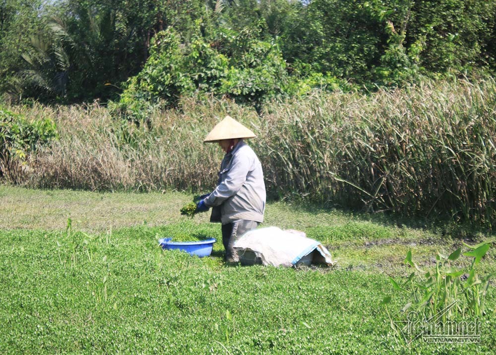 Cuộc đời kỳ lạ trong căn chòi nát trên đất vàng triệu đô Sài Gòn