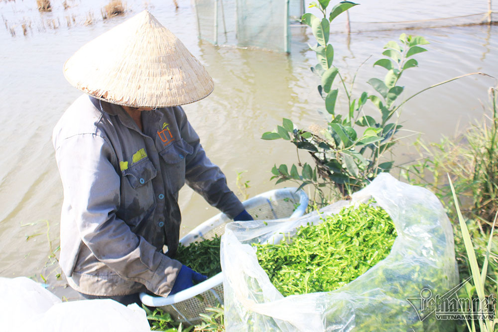 Cuộc đời kỳ lạ trong căn chòi nát trên đất vàng triệu đô Sài Gòn