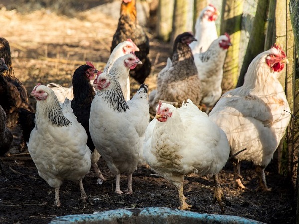 KHÓ TIN: Đàn gà tại Pháp đồng tâm hiệp lực mổ chết Cáo