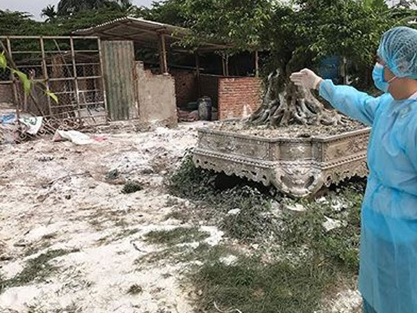 Dịch tả lợn châu Phi lan nhanh, chưa có dấu hiệu dừng lại