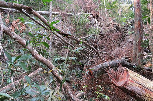 Hàng chục cây gỗ quý bị đốn hạ ở Vườn quốc gia Phong Nha