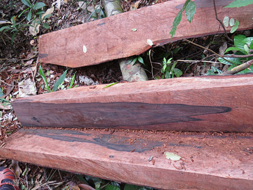 Hàng chục cây gỗ quý bị đốn hạ ở Vườn quốc gia Phong Nha