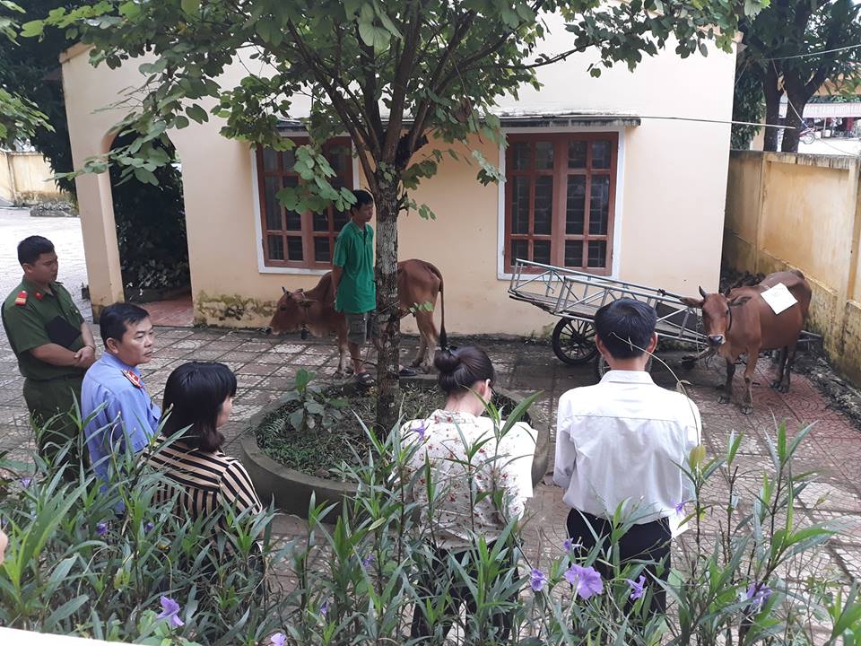 HY HỮU: Xét nghiệm ADN... bò để giải quyết tranh chấp