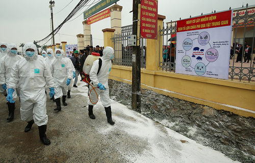 Cục thú y: Dịch tả lợn Châu Phi nguy cơ lan rộng rất cao